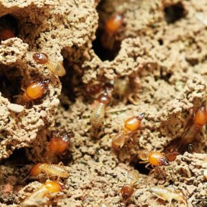 How Do Termites Affect Health & Fitness?