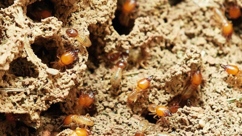 How Do Termites Affect Health & Fitness?
