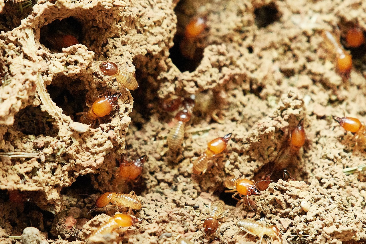 How Do Termites Affect Health & Fitness?